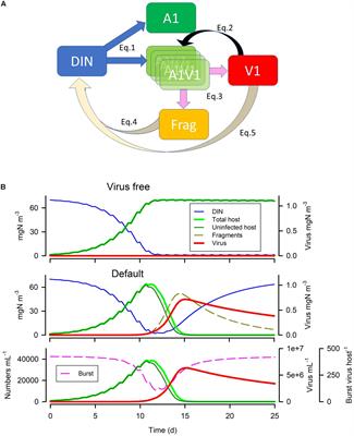 Modelling the Effects of Traits and Abiotic Factors on Viral Lysis in Phytoplankton